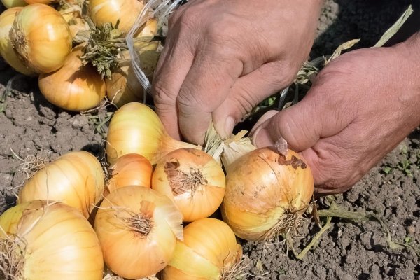 Кракен ссылка onion