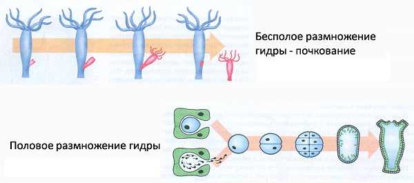 Официальная ссылка на kraken 3dark link com